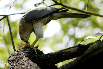 Shikra feeding on a lizard