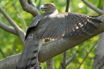 Shikra preying on a pigeon