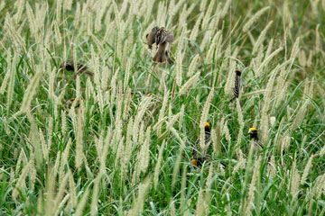 Streaked Weaver bird foraging on grasses