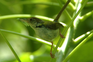 Tailorbird feeding on grasshopper