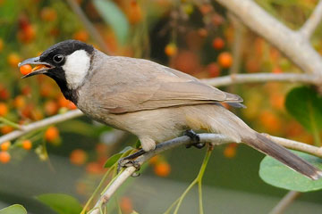 White Eared Bulbul feeding on Ehretia fruits