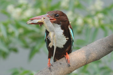 White throated kingfisher preying upon a lizard