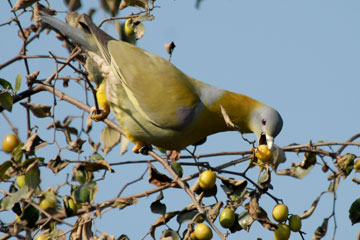 Yellow footed Green Pigeon feeding on Zizyphus fruits