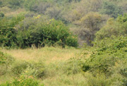 Bengal monitor (Varanus bengalensis)