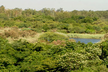 Yamuna Biodiversity Park