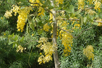 Amaltas (Cassia fistula)