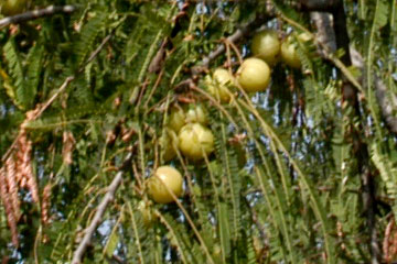 Amla (Emblica officinalis)