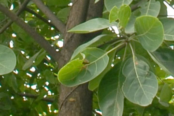 Bahera (Terminalia belerica)