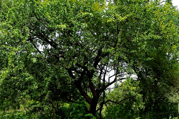 Teak (Tectona grandis)