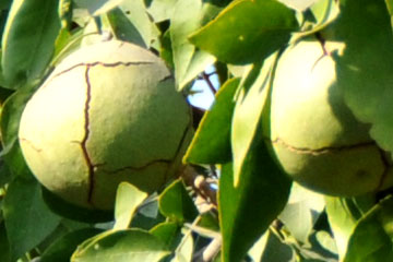 Bel (Aegle marmelos)