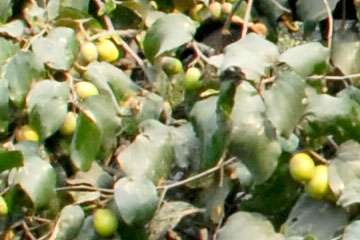 Ber (Zizyphus mauritiana)
