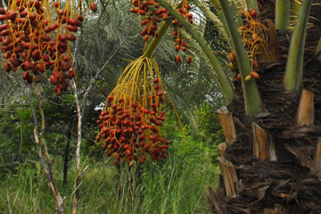 Date palm (Phoenix sylvestris)