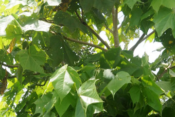 Gum Karaya (Sterculia urens) 