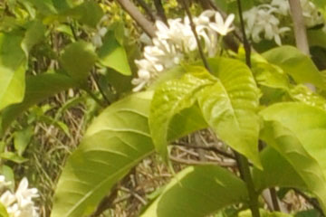 Kadwa indrajau (Holarrhena antidysenterica) 