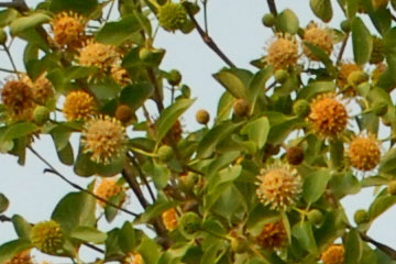 Kaim (Mitragyna parviflora) 