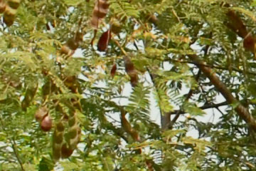 Khair (acacia catechu)