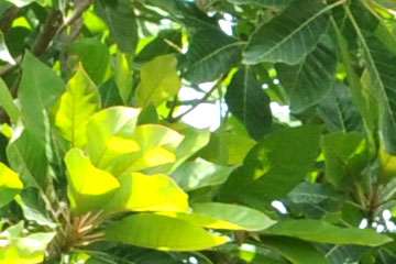 Mahua (Madhuca indica)