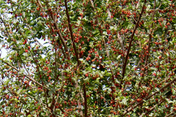 Mulberry (Morus alba)