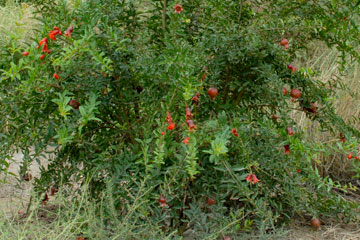 Pomegranate (Punica granatum)