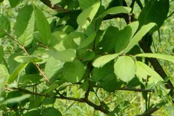 Sweet Indrajau (Wrightia tinctoria)