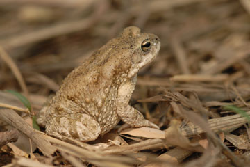 Asian common toad (Duttaphrynus melanostictus)