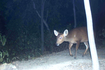 Barking deer