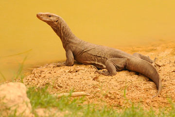 Bengal monitor (Varanus bengalensis)