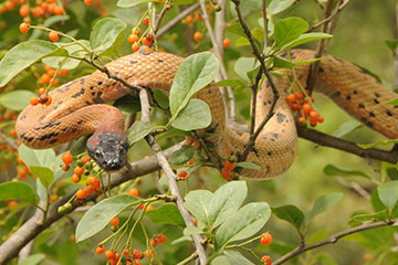 Black-headed Royal Snake ( Spalerosophis atriceps)