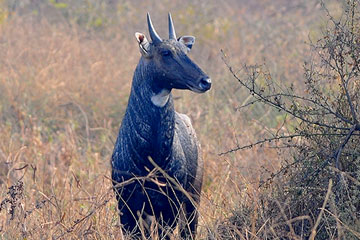 Blue bull (Boselaphus tragocamelus)