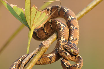 Common Indian Cat Snake ( Boiga trigonata)