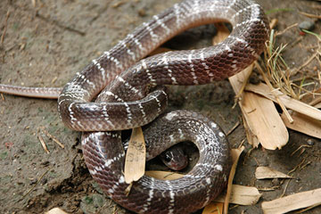 Common Krait ( Bungarus caeruleus)