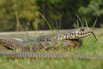 Indian Rat Snake (Ptyas mucosa)