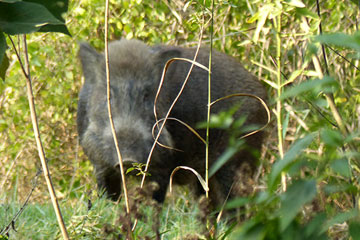 Indian boar (Sus scrofa )