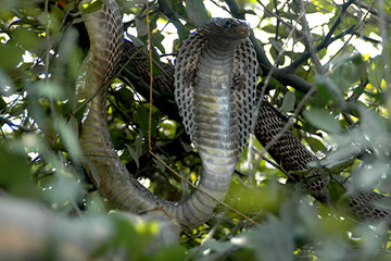 Indian cobra (Naja naja)