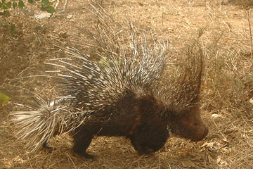 Indian crested porcupine (Hystrix indica)