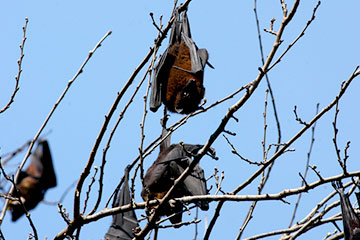 Indian flying fox (Pteropus giganteus)