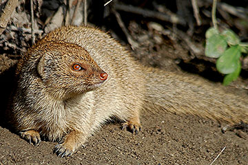 Indian grey mongoose  (Herpestes edwardsii)