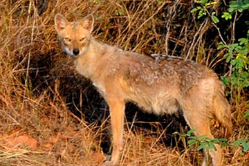Indian jackal (Canis aureus indicus)