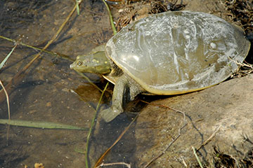 Indian softshell turtle (Nilssonia gangetica)