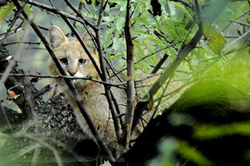 Jungle cat (Felis chaus)