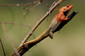 Oriental garden lizard (Calotes versicolor)