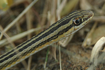 Pakistani Ribbon snake (Psammophis leithii)