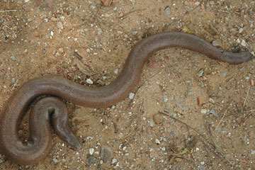 Red Sand Boa ( Eryx johnii)