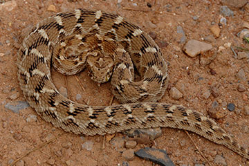 Saw Scaled Viper ( Echis carinatus