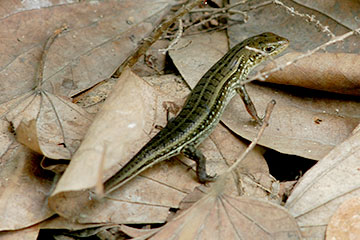 Striped grass skink (Eutropis dissimilis)