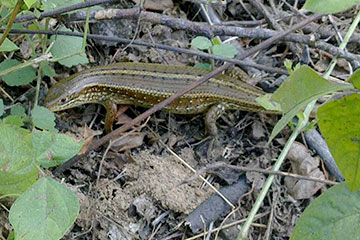 Striped grass skink (mabuya dissimilis)