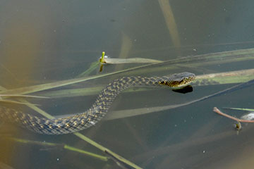 checkered keelback or Asiatic water snake (Xenochrophis piscator)