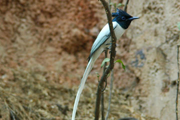 Bengal monitor (Varanus bengalensis)