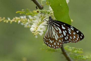 Blue Tiger (Tirumala-limniace)