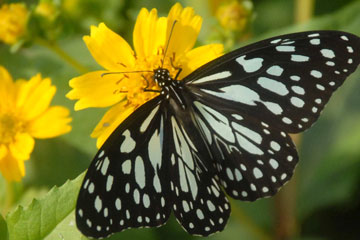 Blue Tiger (Tirumala limniace)